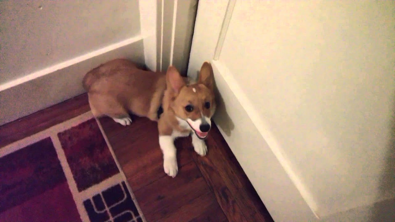 Corgi zoomies