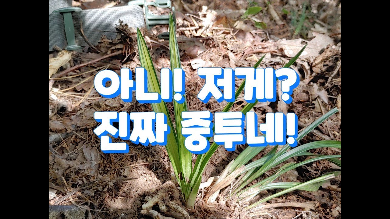 #꿈의 난초#광엽중투#평생 최고의 중투