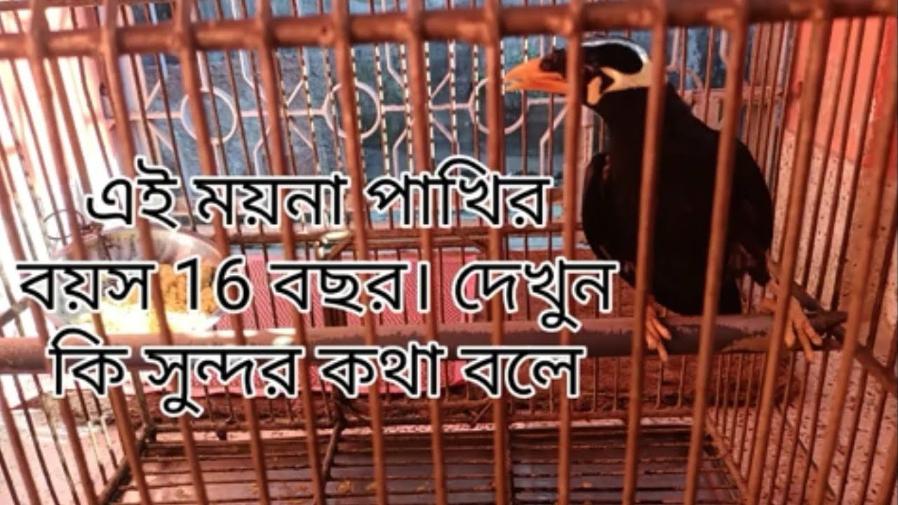 এই ময়না পাখি বয়স 16 বছর