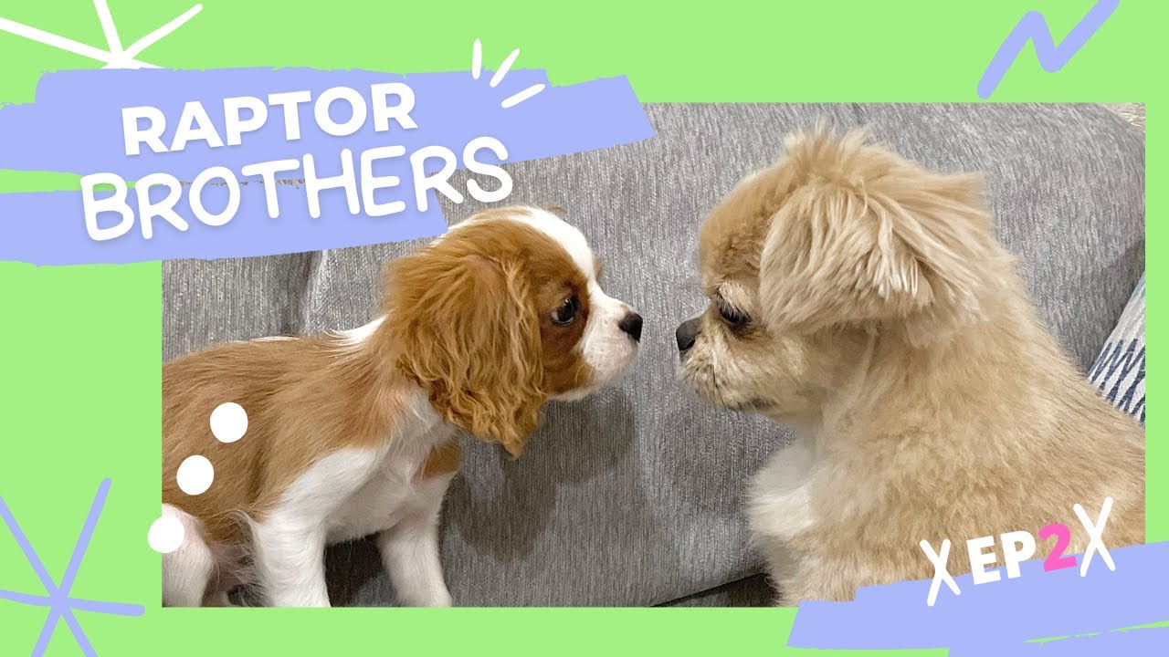 ペキチワとキャバリアの兄弟が仲良くなるまで…【多頭飼い】