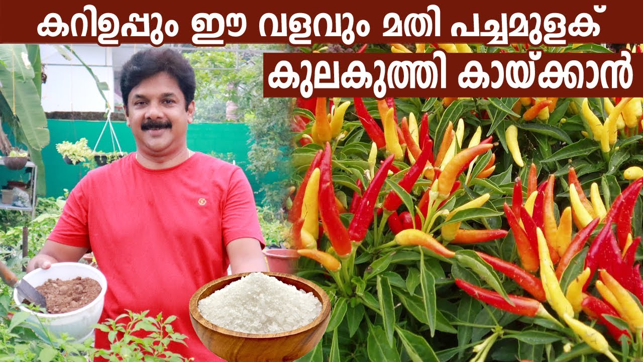 കറിയുപ്പ് ഇങ്ങനെ ഇട്ടുനോക്കൂ ഏത് കായ്ക്കാത്ത പച്ചമുളകും കുലകുത്തികായ്ക്കും | Cooking Salt for Chilli