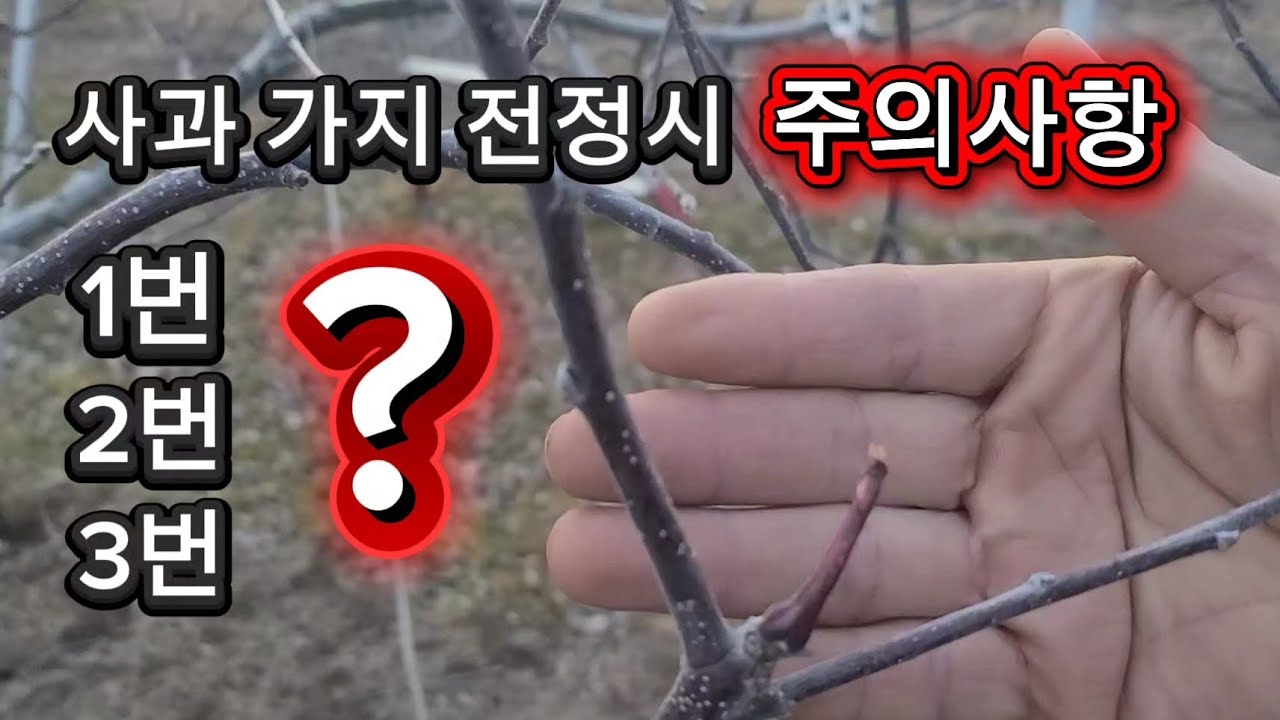 사과 가지 전정시 이런것들 주의해서 하세요