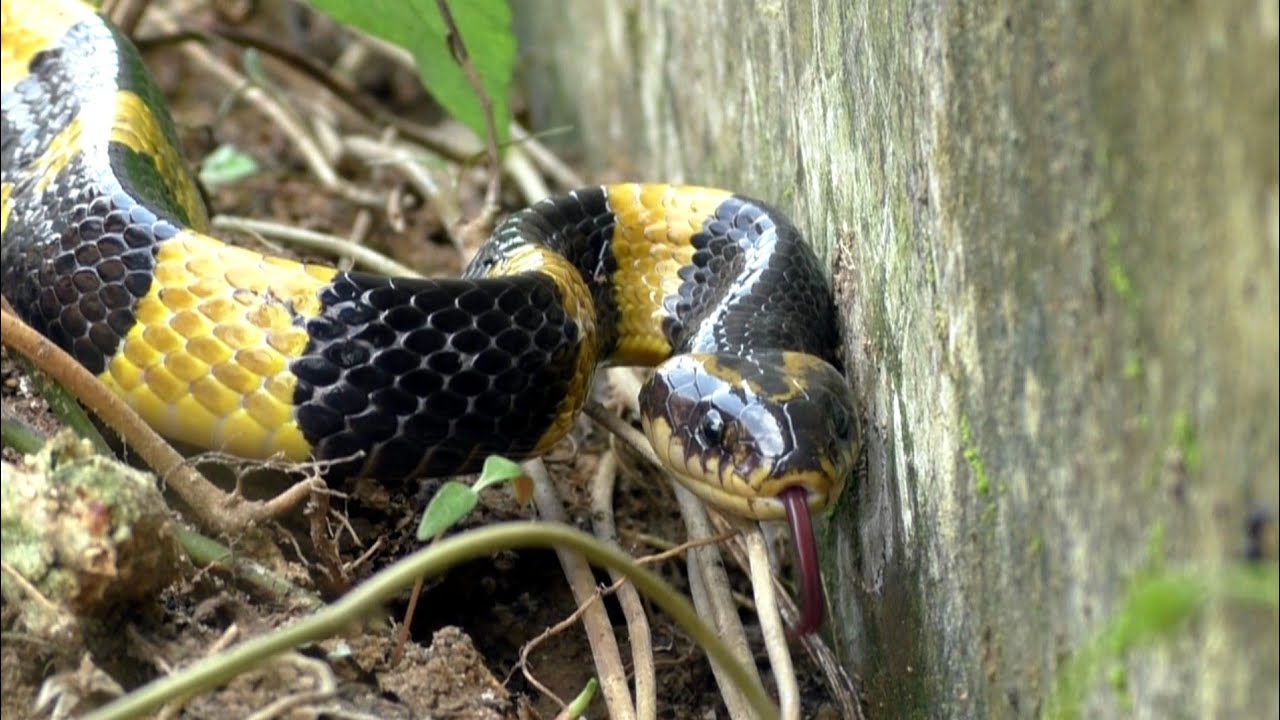 Beautiful Banded Krait Snake Rescue In Dahanigadia, Charampa, Bhadrak, Odisha
