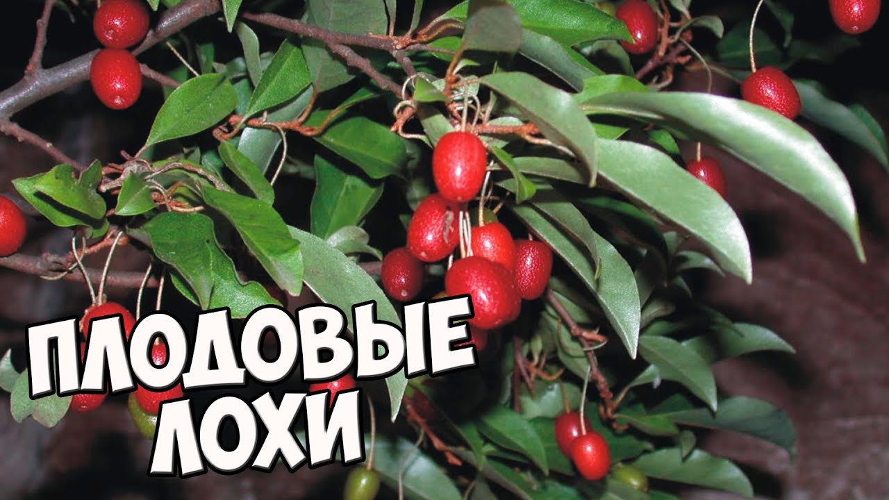 ПЛОДОВЫЕ ЛОХИ 🌟 Стоит ли выращивать в средней полосе?