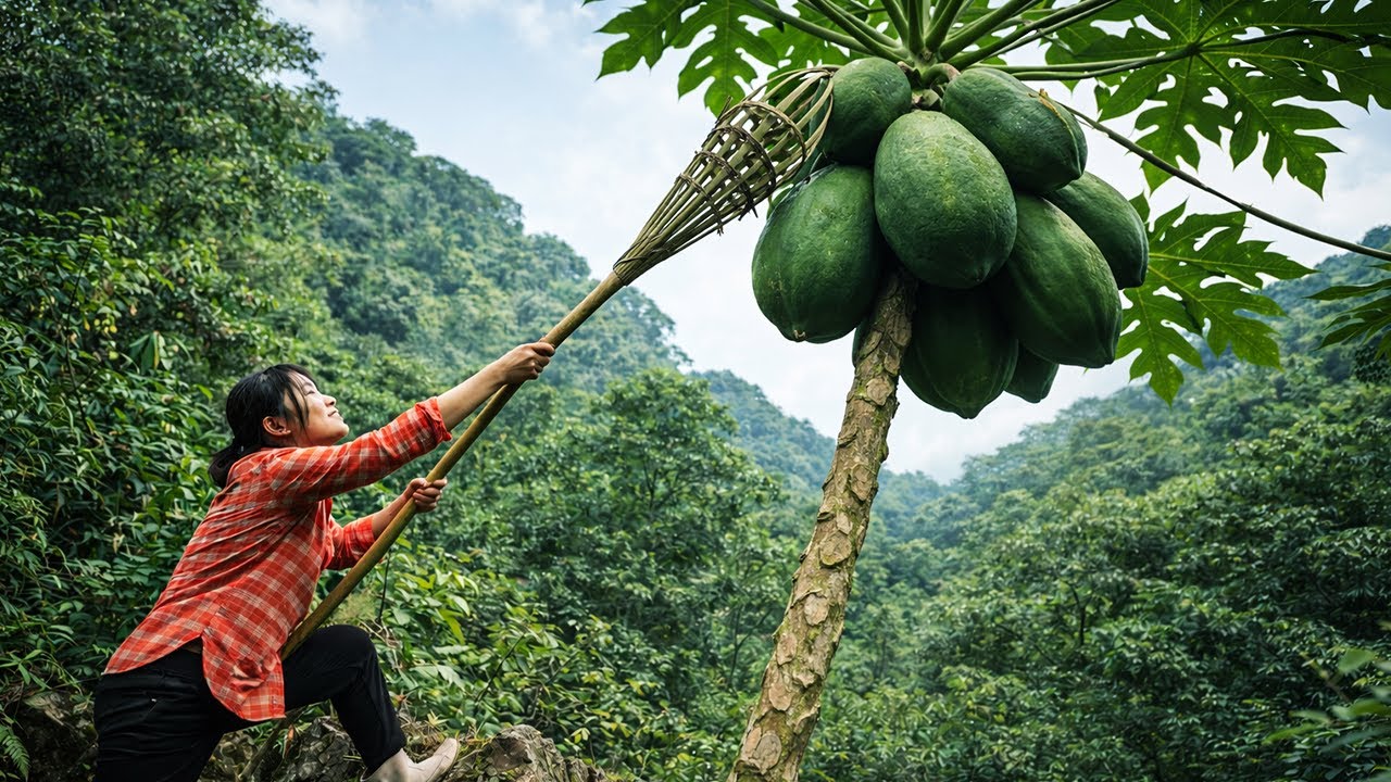 How Do You Harvest Papayas on a Mountain Without Climbing the Tree?