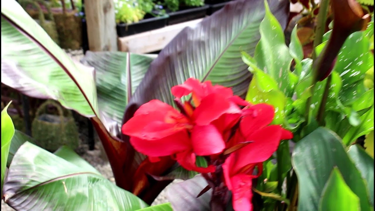 How to grow Cannas and Bananas/Garden Style nw