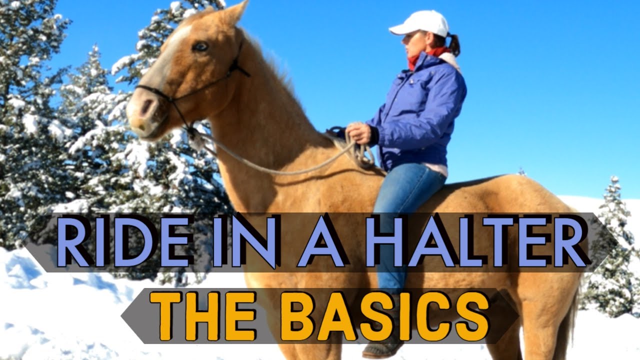 HOW TO RIDE IN A HALTER(THE BASICS)