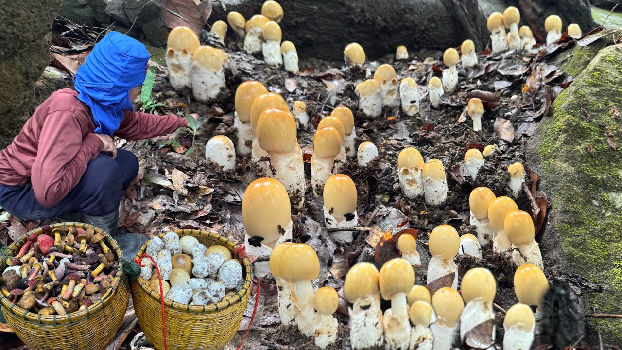 ป๊าดๆๆโพดโพละโงกหมู่นิยิ่งกว่าปลูกออกหลายอลังการคัก  เกิดมาพึ่งเคยเจอหมานๆ 25/5/68