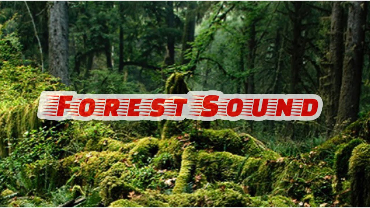 Forest Sound| Positive Transformation| ASMR