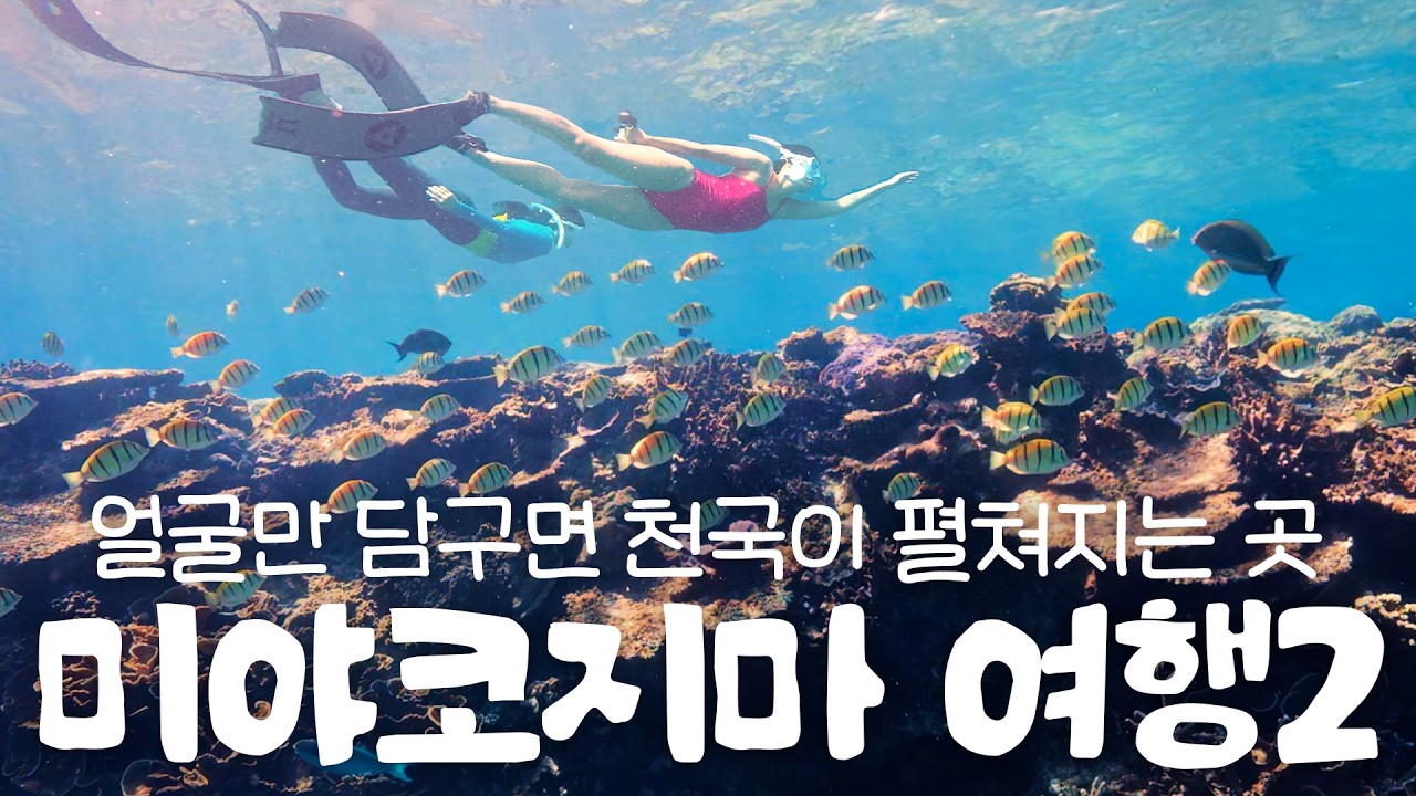 [vlog] 미야코지마 4박5일 프리다이빙 여행 PART.02🌊 시크릿비치투어, 로컬맛집, 스노클링으로 거북이 구경?!🐢