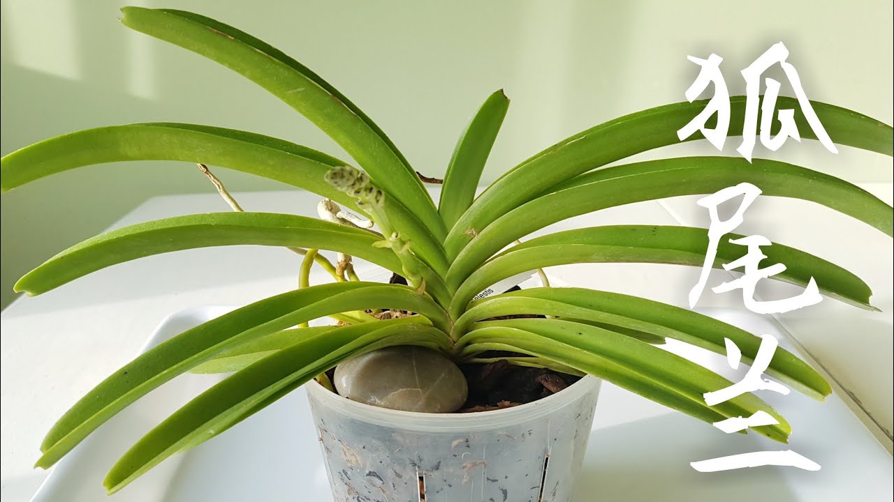 狐尾兰 Rhynchostylis coelestis