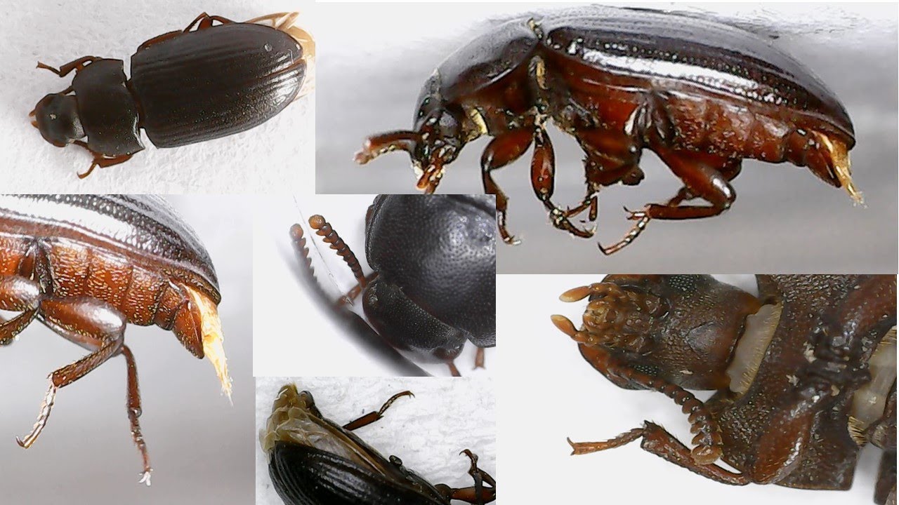 Identificación del escarabajo Alphitobius diaperinus en la cama de explotaciones de Cuyes