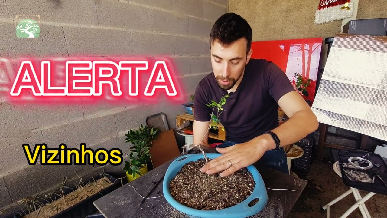 TRANSPLANTE ULMUS PARVIFOLIA: GUIA COMPLETO- PASSO a PASSO