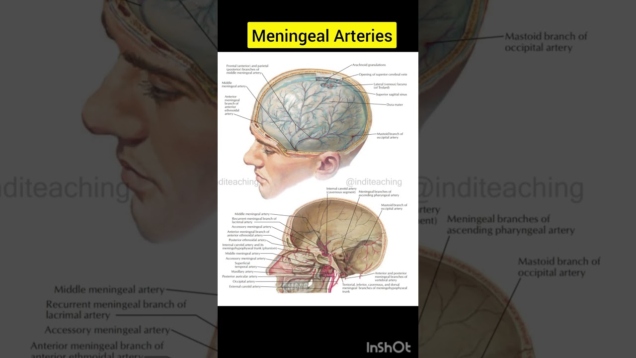 Meningeal Arteries | Meninges and Brain | human anatomy | Biology Diagram | @inditeaching 