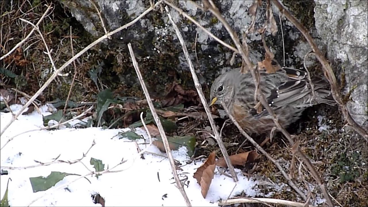 Płochacz halny (Prunella collaris) - Pieniny, II 2015