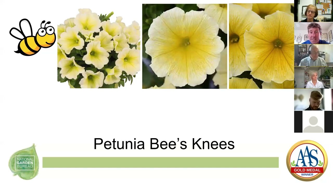 All-America Selections Gold Medal Winner Bee's Knees Petunia