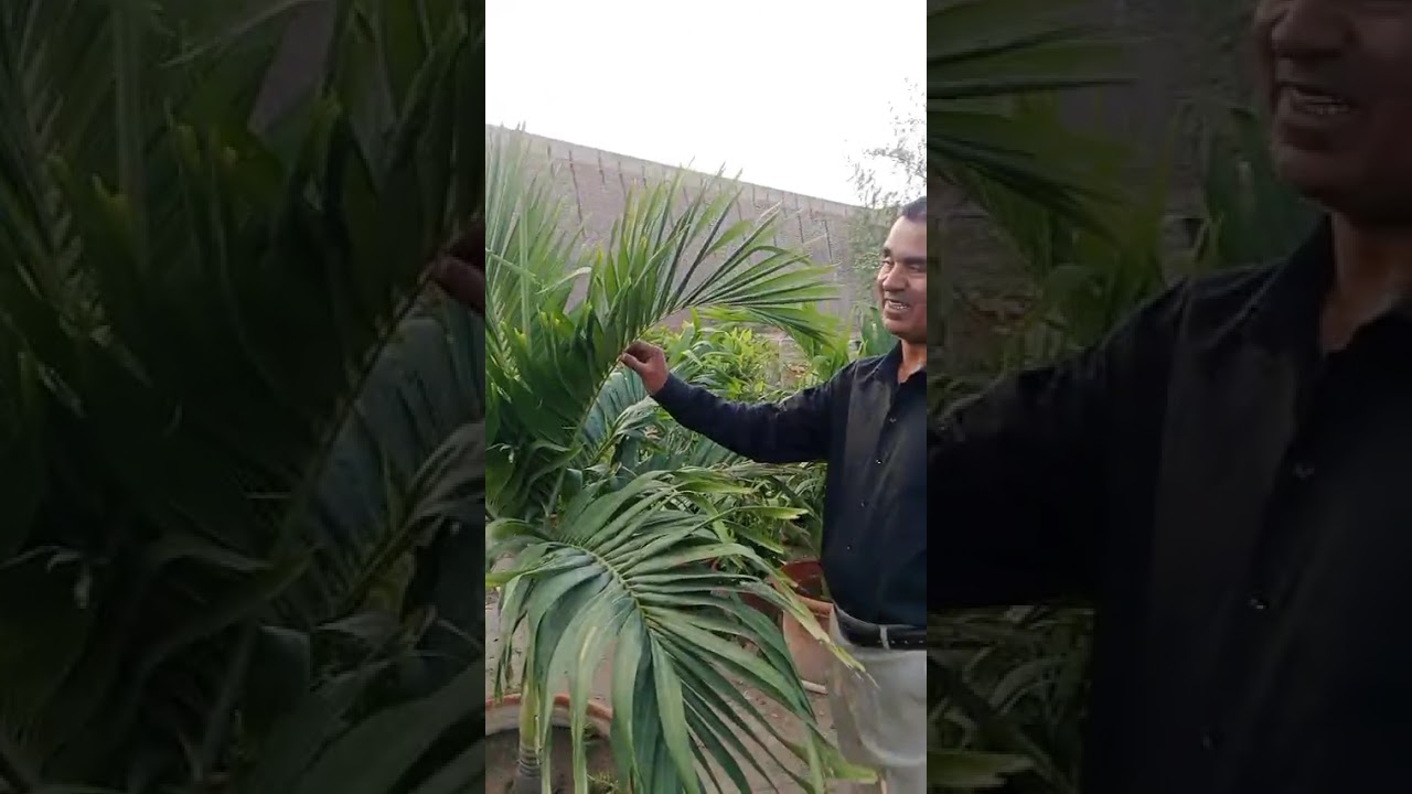  Today  visit  Nursary park near  umerkot  fort ll   Beautiful  tree green tree ll  Amerkot Sindh ll