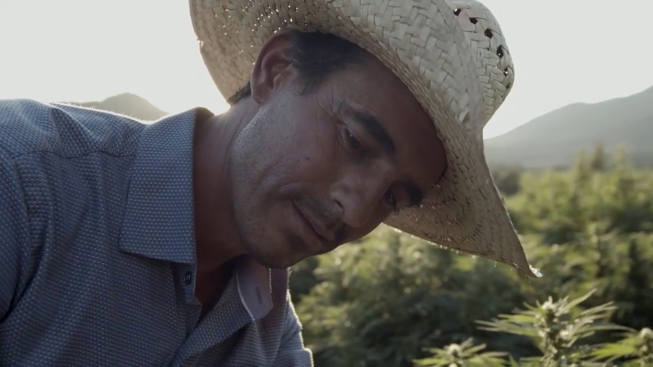 Oregon Hemp Farm - Straylight Farms | Bulk Hemp Biomass & Premium Hemp Flower