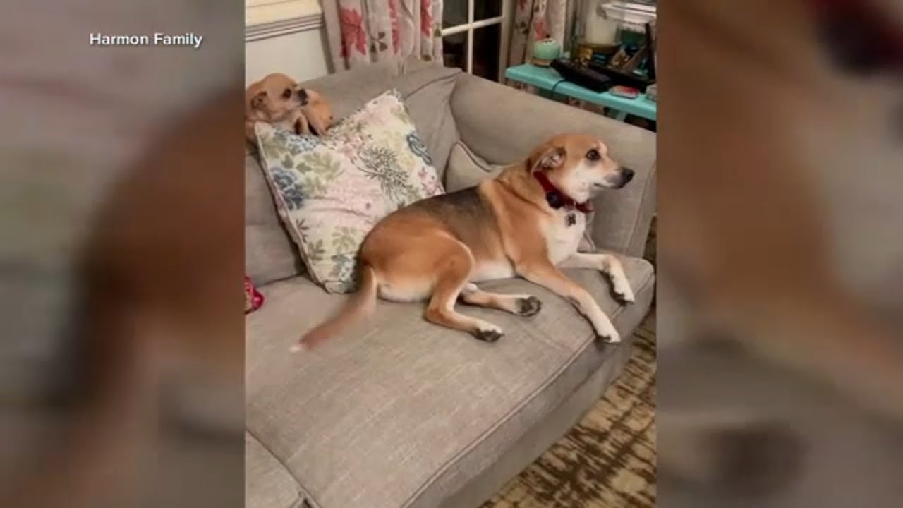 Angie Harmon speaks out after Instacart delivery driver shoots family dog