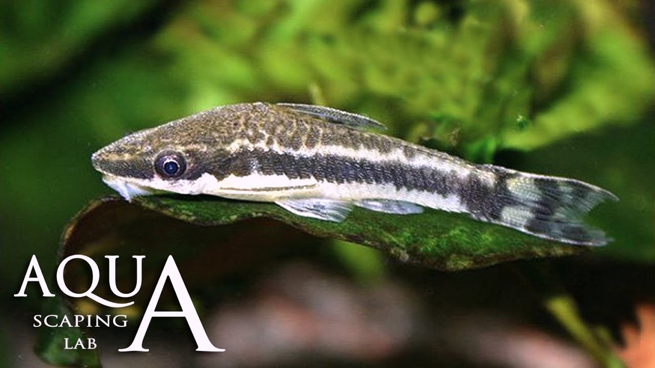 Aquascaping Lab - Otocinclus Catfish Dwarf suckers description/pesce mangiatore di alghe descrizione