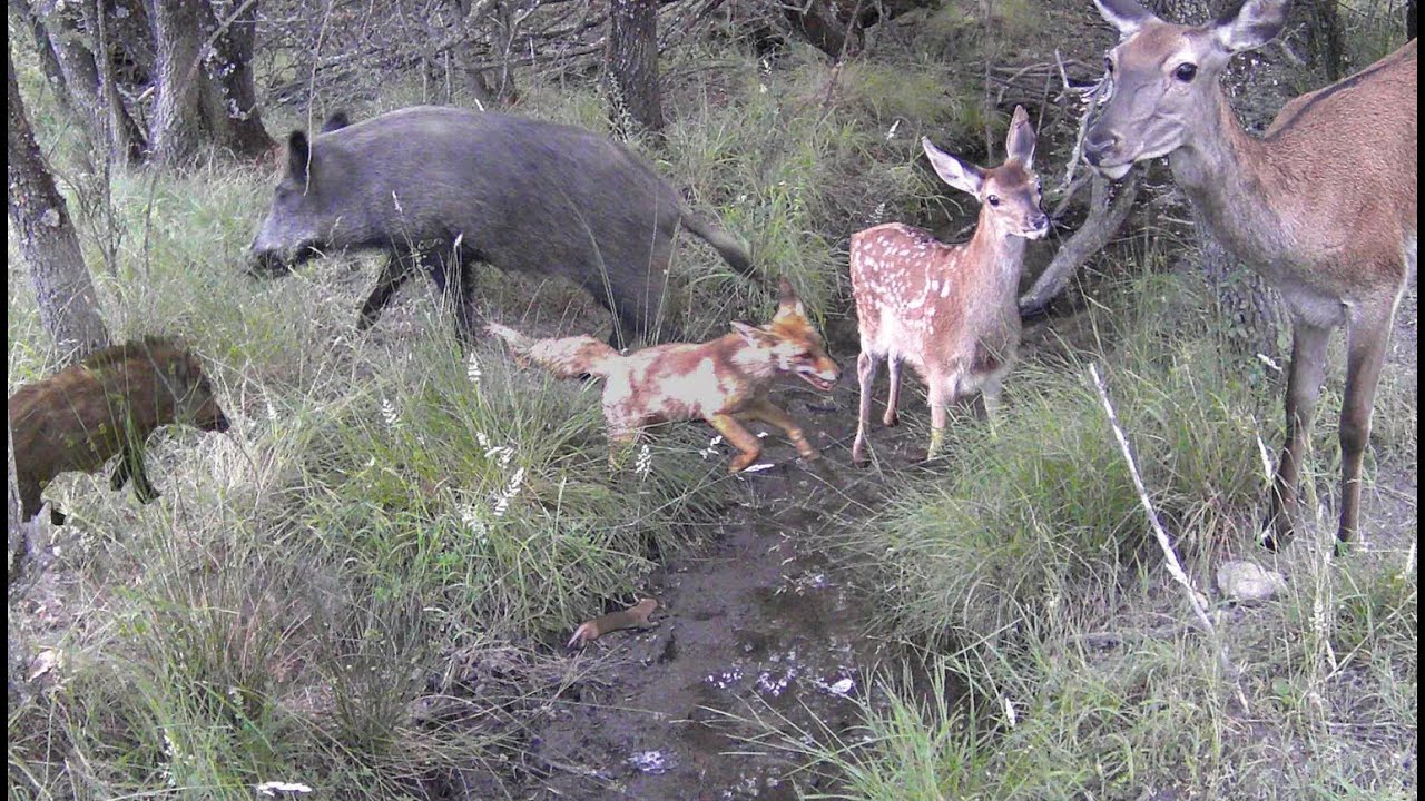 La vida en el arroyo 2 años después. Recopilación de fototrampeo