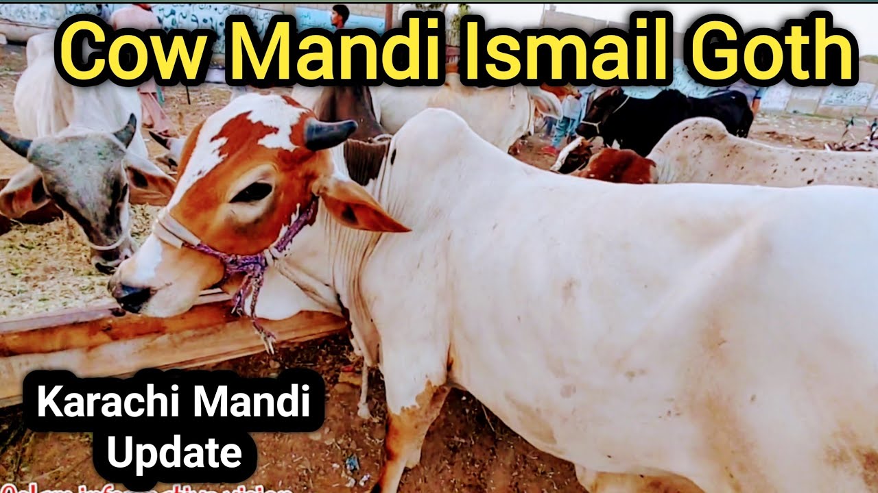 Ismail Goth Mandi Karachi 13-May-2024 | Cow Mandi Karachi | Qurbani ka maal 2024 | #cowmandi #goat