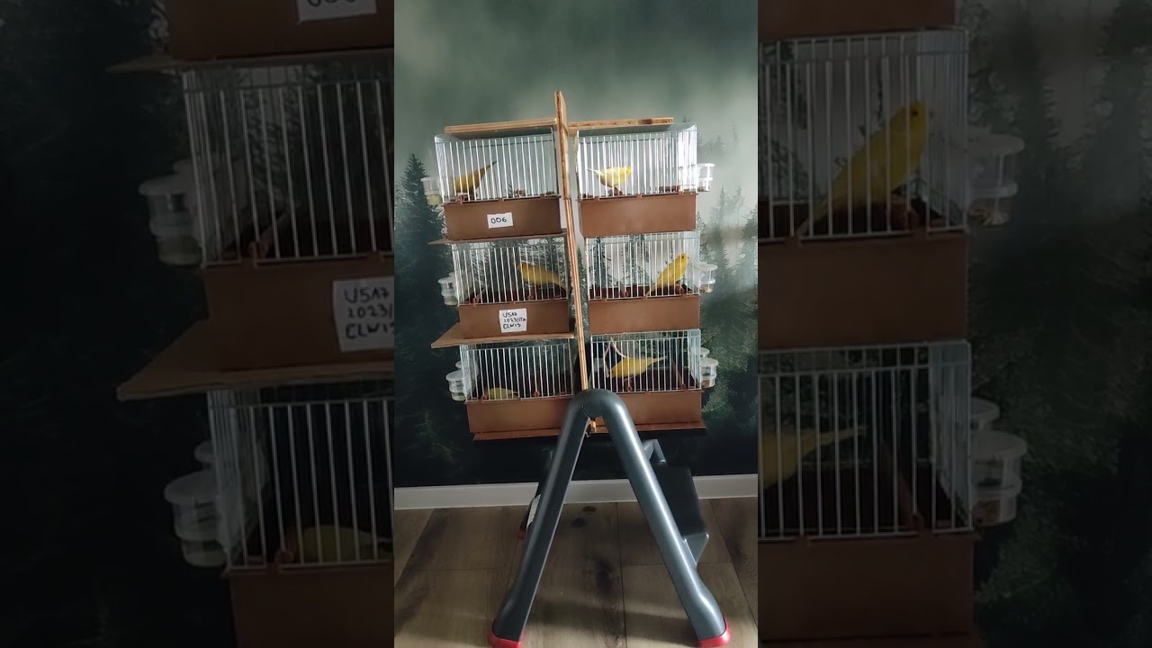 Canary Malinois 🇵🇱🇮🇹♥️