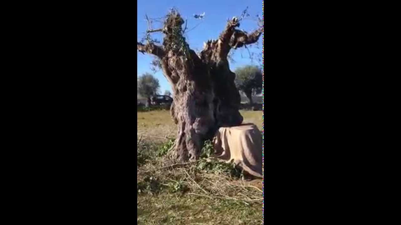 Venta de Olivos madrid