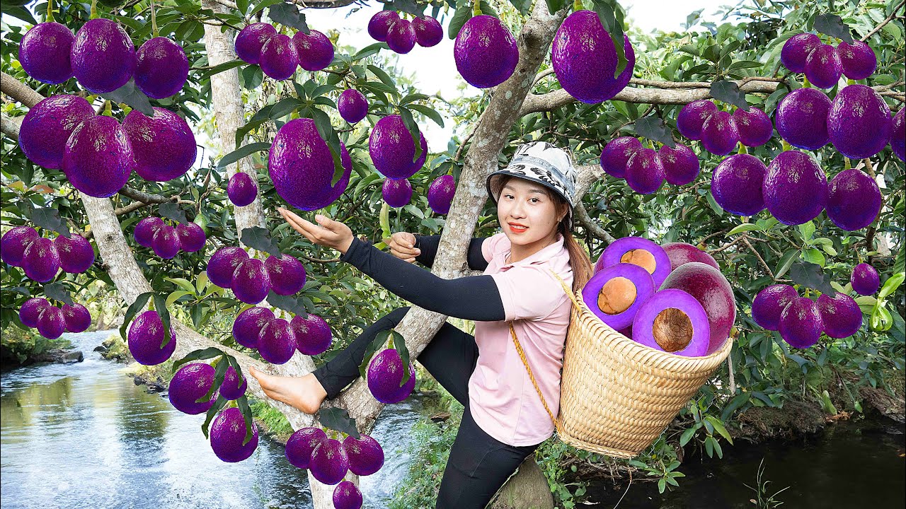Harvesting a lot of Booth Avocado Goes to Market Sell - how to grow kohlrabi | Lucia's Daily Life
