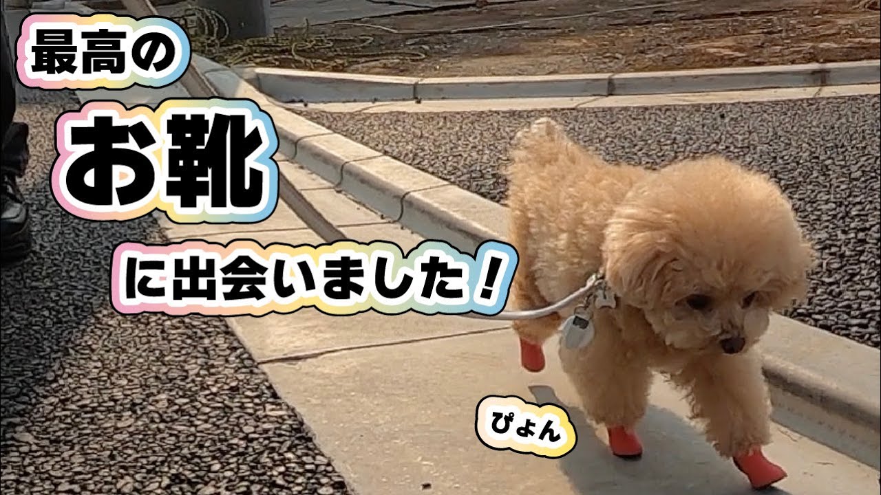 【お買い物編】犬用シューズ4個目‥最高の靴に出会いました！