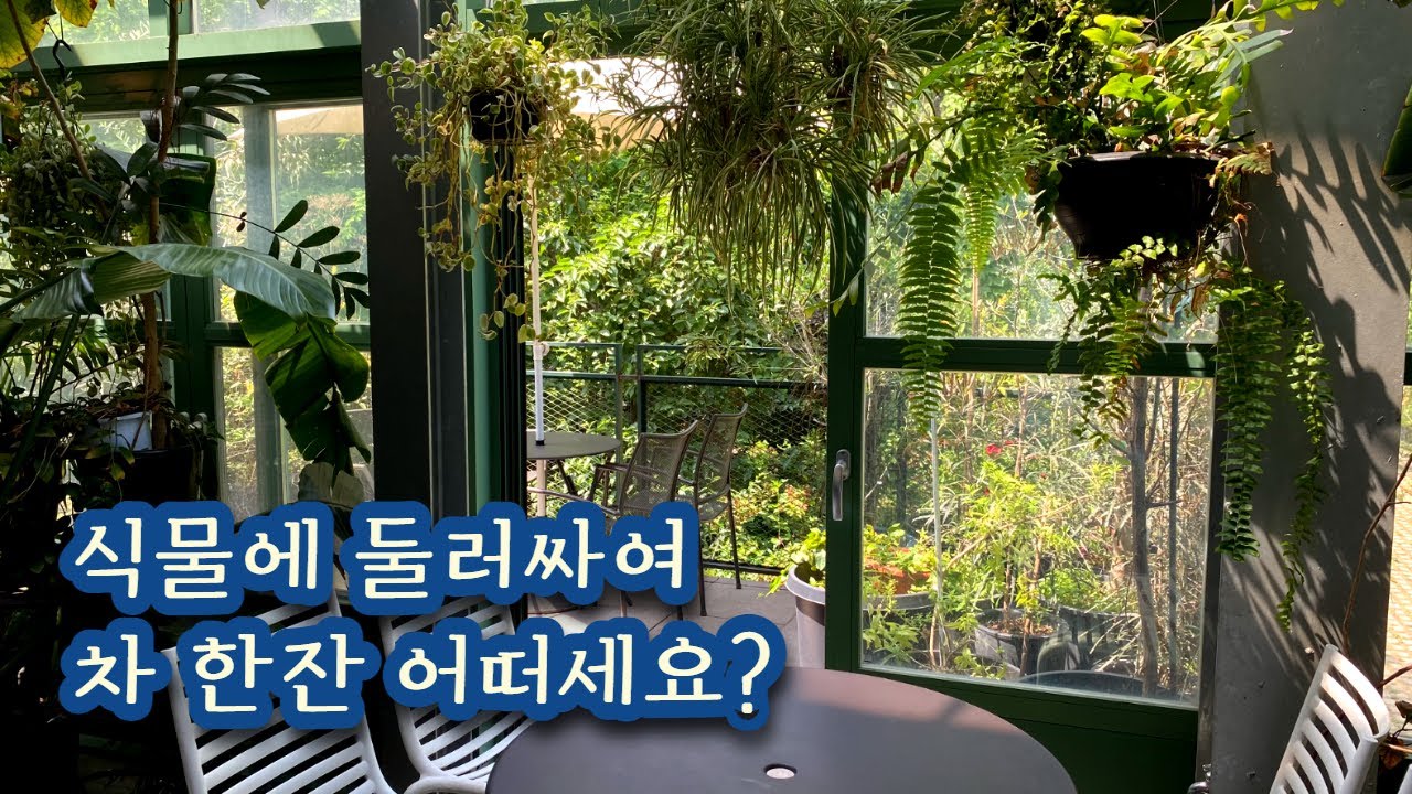 식물, 커피, 피자, 케이크? 식물로 둘러싸인 카페, 마이알레에서 힐링해요! #식물성지 #식물카페 #마이알레 #프로젝트엠 #착한프로젝트 #세모식 #여름티셔츠