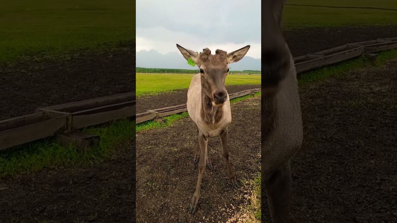 Мараловая ферма в Тункинской долине... 