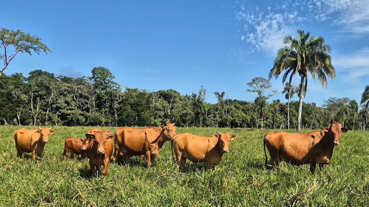 ROMOSINUANO.. CRIOLLO LECHERO TROPICAL Y BEEFMASTER.. Rancho DOS HERMANOS.. Reforma.. Chiapas.. MX..