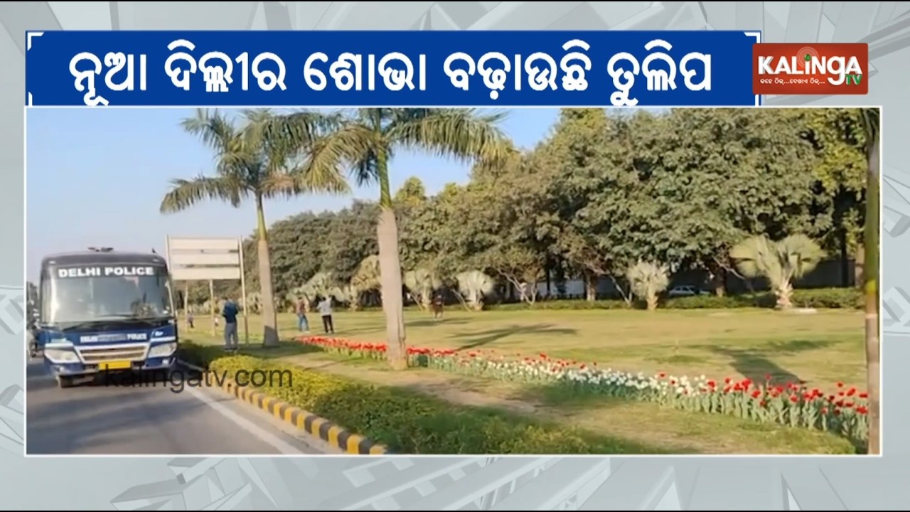 Tulip Cultivation by Delhi Municipal Corporation Adds to City&rsquo;s Aesthetic Appeal | Kalinga TV