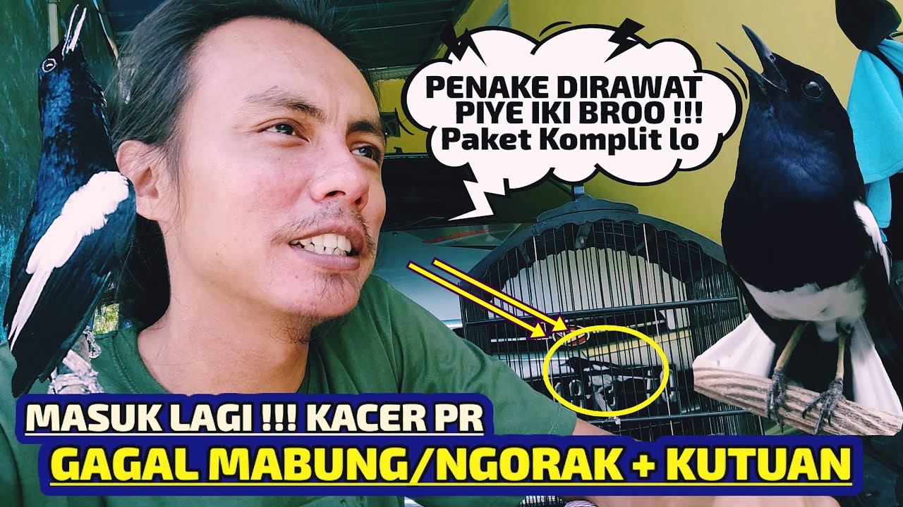 BELI KACER KONDISI BEGINI JADI ENAK MUDAH DAN SIMPEL MERAWATNYA