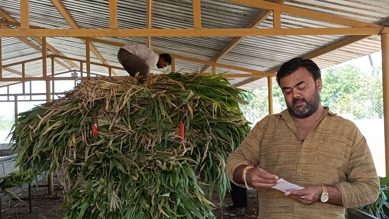 Goumataa Feeding Donation । Gokul Goushala । India ।#gomata #donation #feed #greengrass #youtube