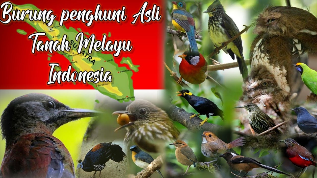BURUNG-BURUNG ENDEMIK PULAU SUMATERA DAN SUARA ASLINYA