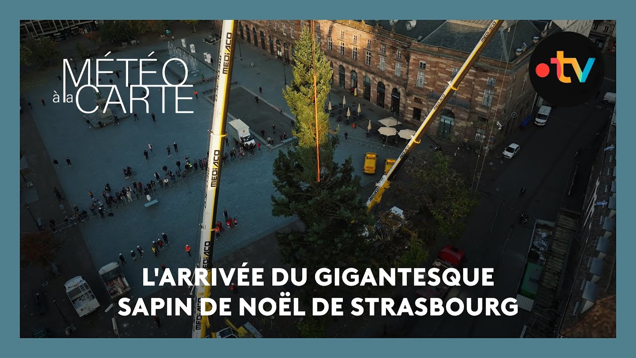 Évènement : l'arrivée du gigantesque sapin de Noël de Strasbourg