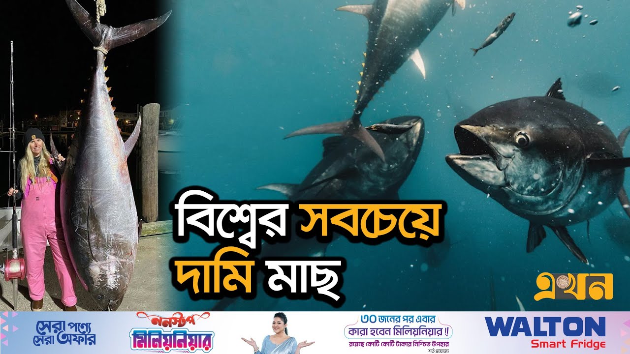 এই মাছের দামে কেনা যাবে বাড়ি-গাড়ি | Expensive Fish | Atlantic bluefin tuna | Ekhon TV