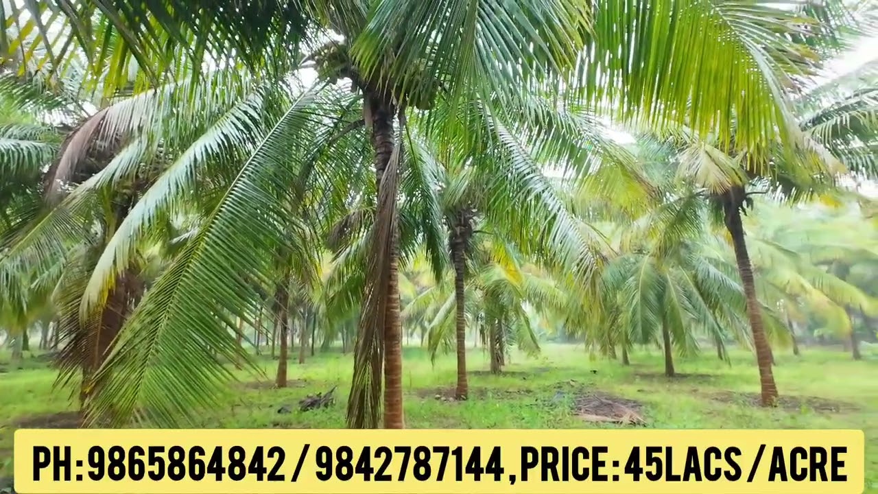 நத்தக்காடையூர் அருகே நல்ல தண்ணீர் வசதியுடன் ஏக்கர் 45 லட்சத்தில் 2 ஏக்கர் தென்னந்தோப்பு விற்பனைக்கு 
