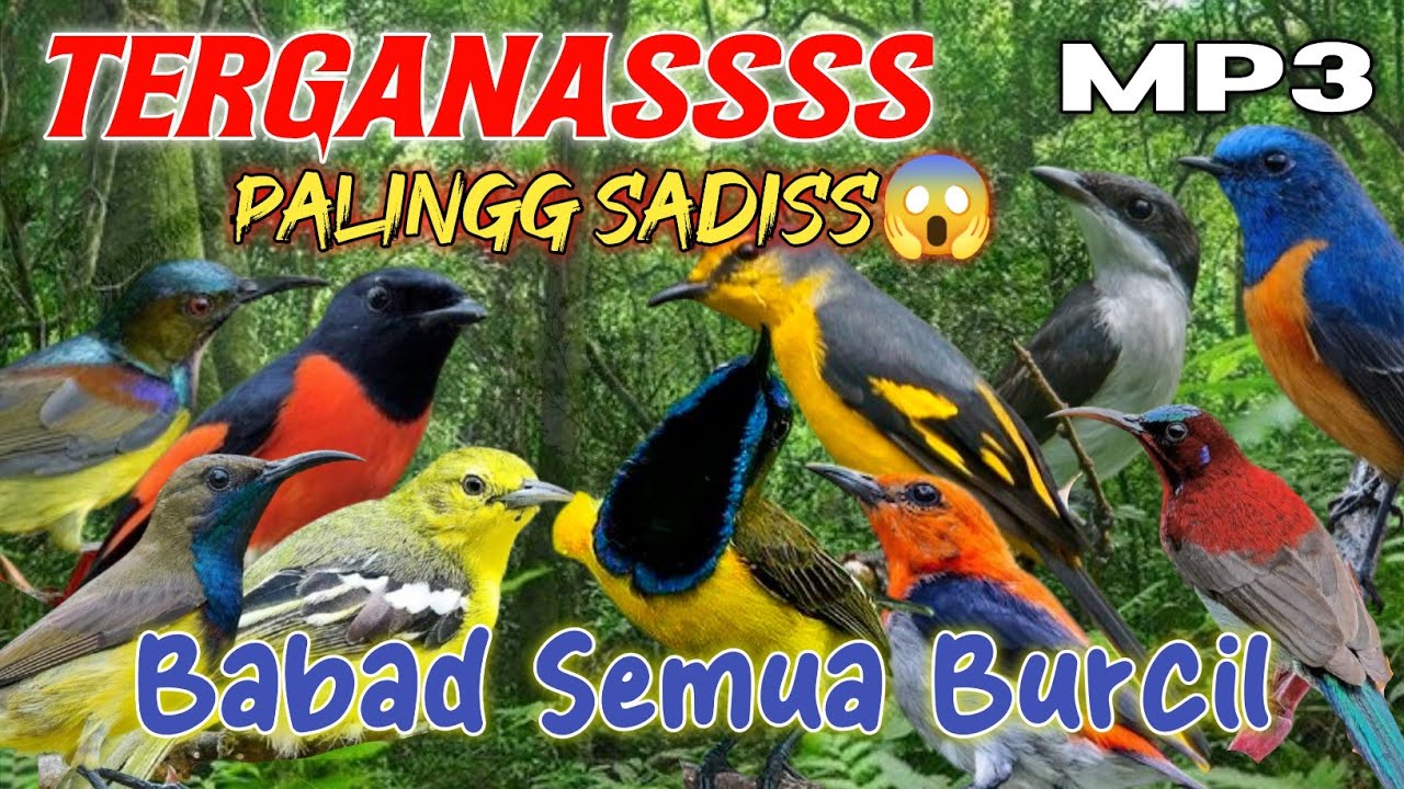 MP3 Pikat Burcil Paling Ganass sudah terbukti 💯% Ampuhh