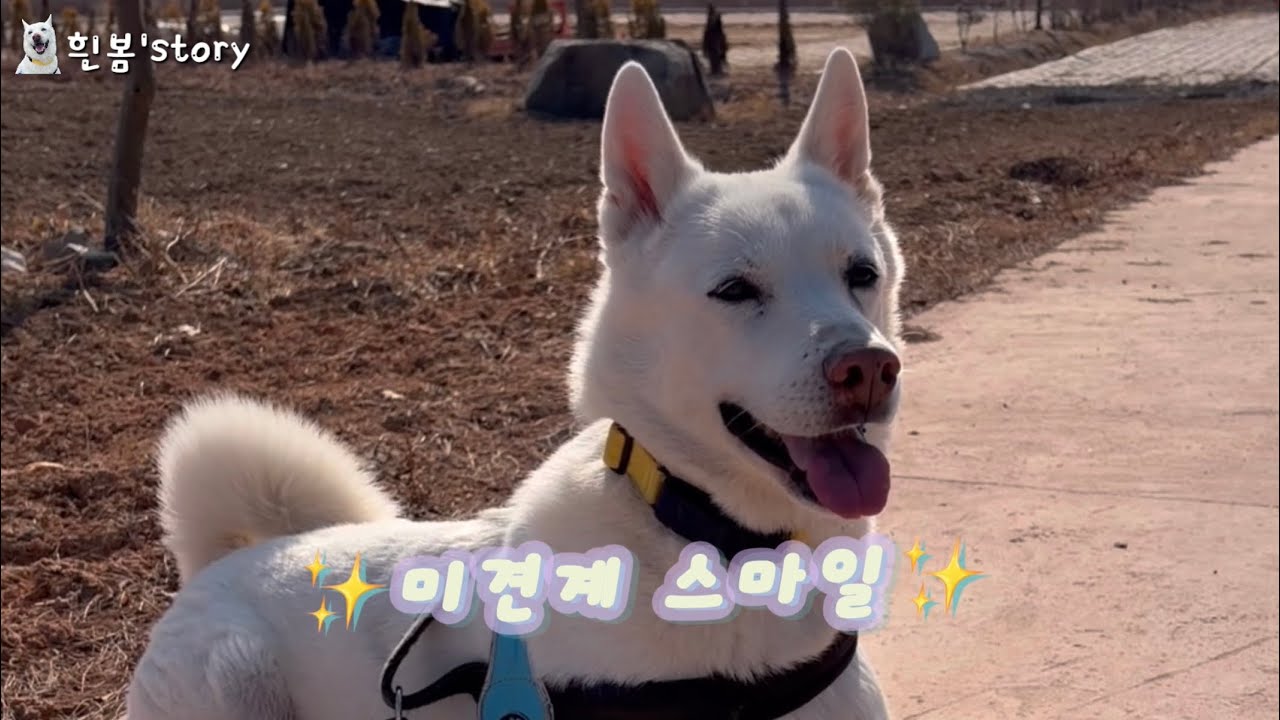 *진돗개 흰봄&누나-흰봄누나 여행 끝 그리고 그후 흰봄🐶
