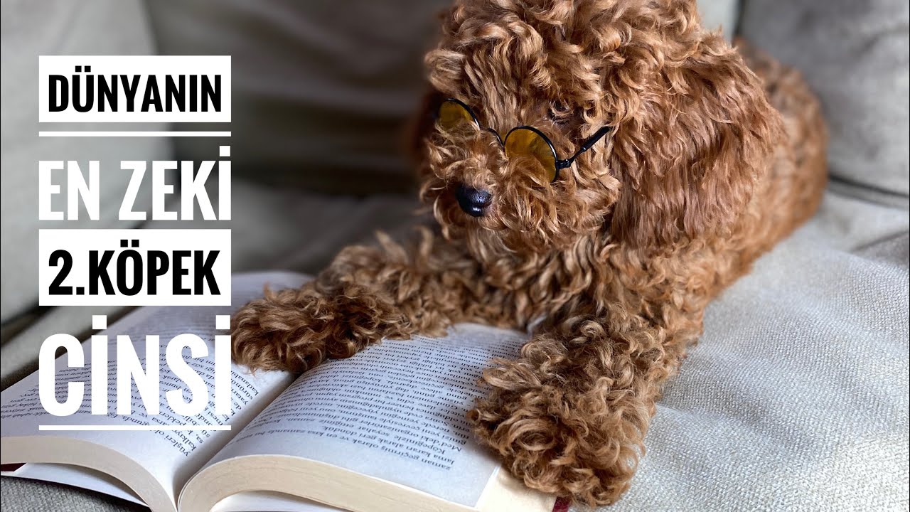 DÜNYA’NIN EN ZEKİ 2.KÖPEK CİNSİ POODLE / Milka’nın Yaptıklarına İnanamayacaksınız :)