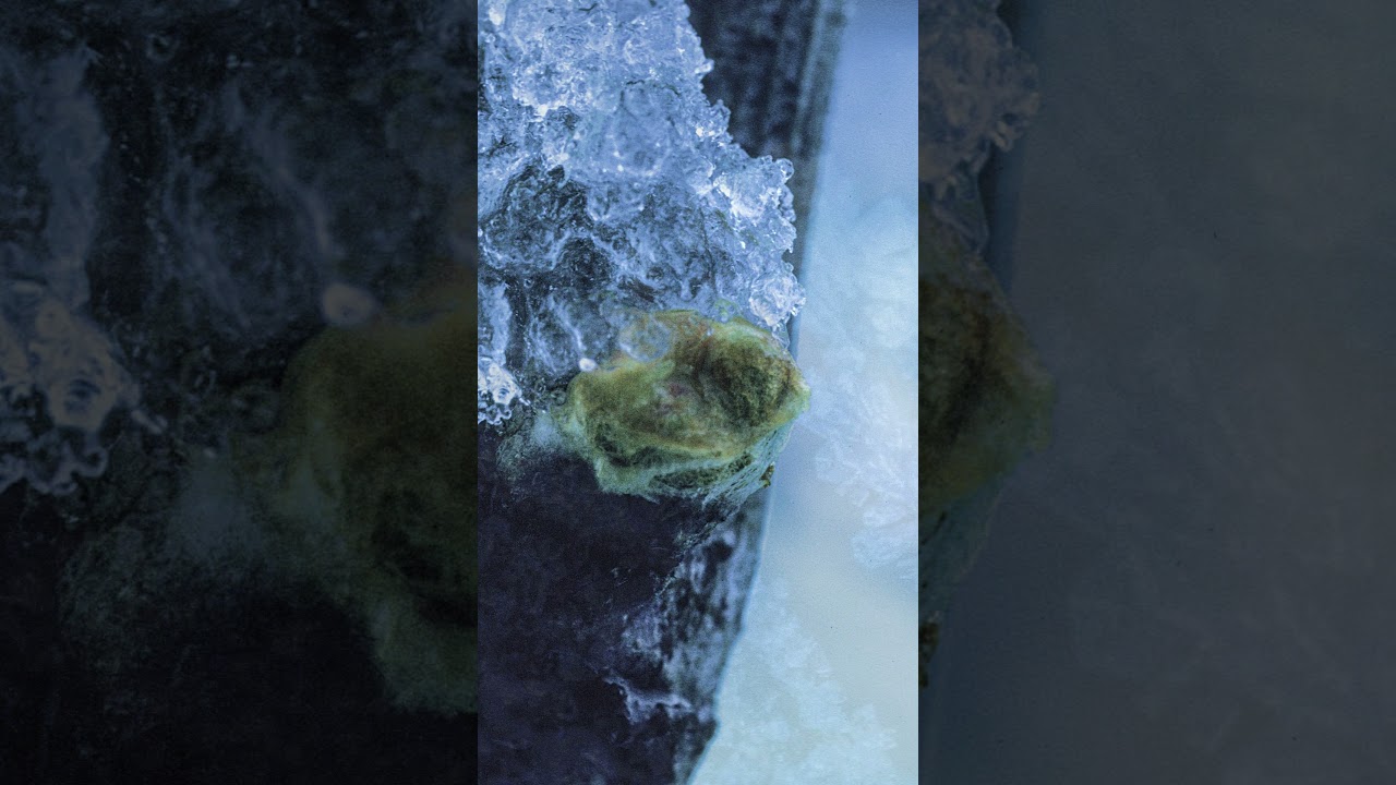 Midwinter at Frey Vineyards #winter #icecrystals #snowfall #midwinter2024  #mendocinocounty