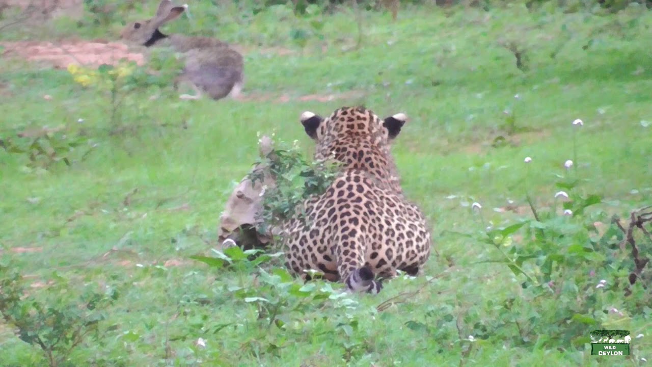 Leopard miss hunt