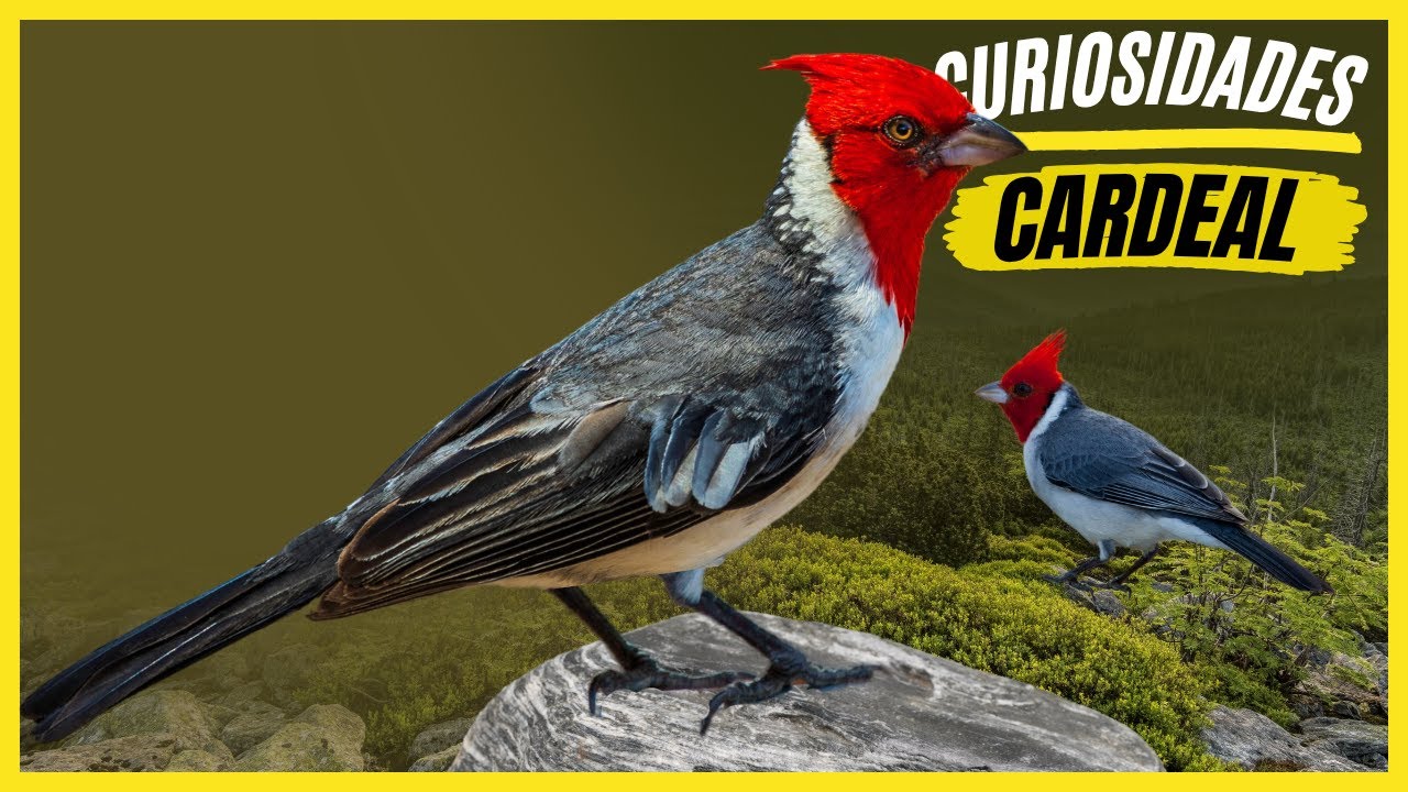 Curiosidades Sobre o 