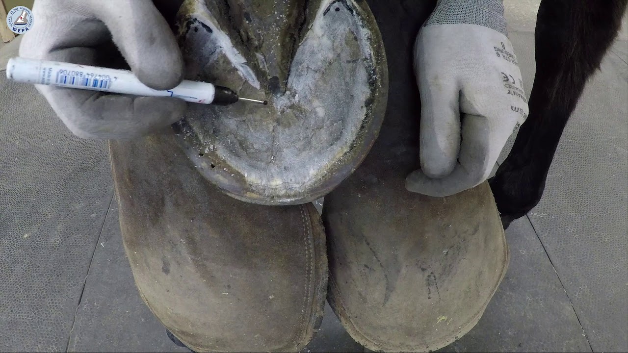 How to find the location of the apex from the coffin bone (WEPA Shoeing Instr. Pt. 9)