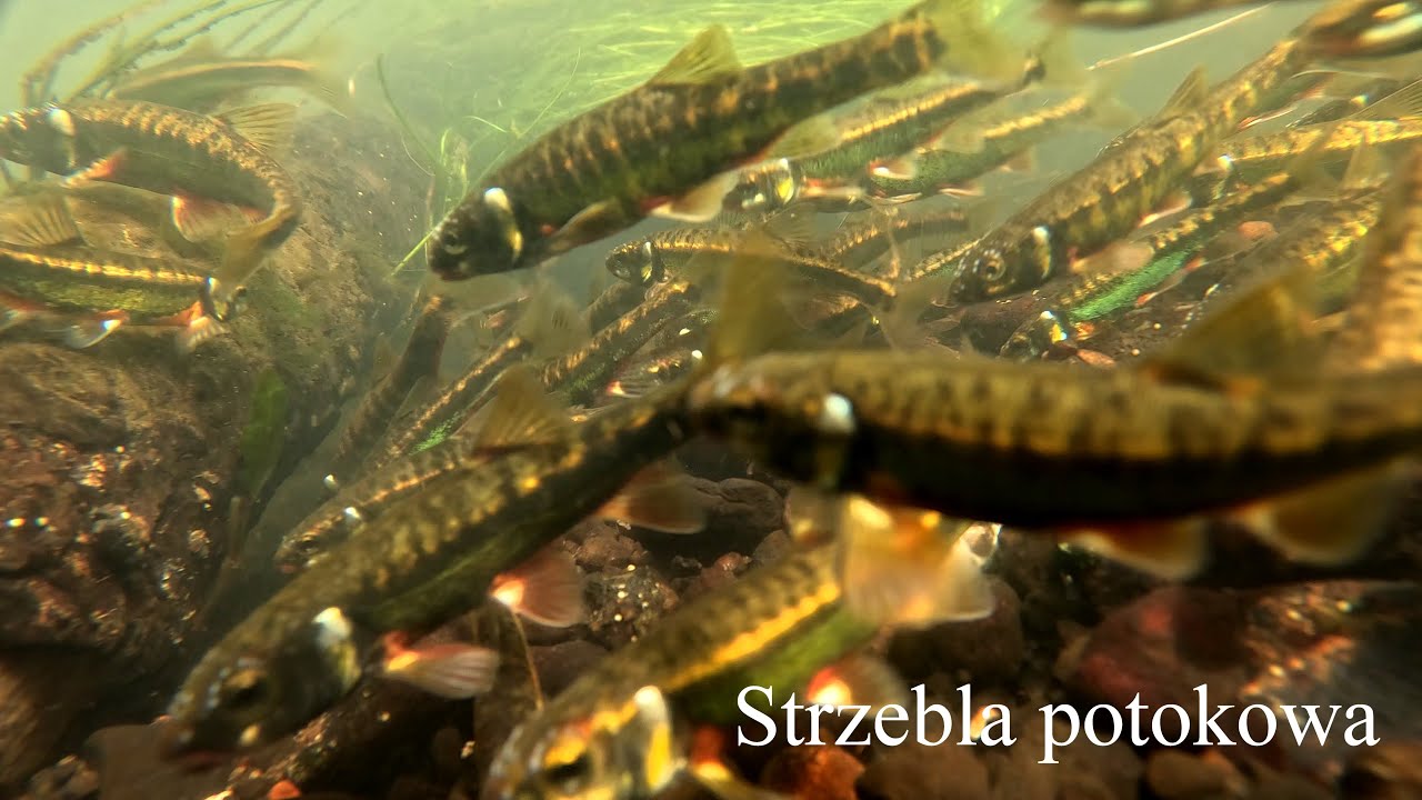 Tarło strzebli potokowych z małej rzeki. Spawning minnow