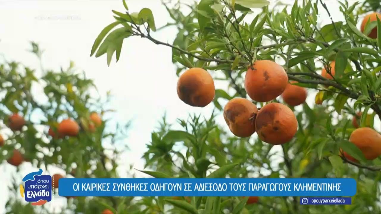 Αργολίδα: Οι καιρικές συνθήκες οδηγούν σε αδιέξοδο τους παραγωγούς κλημεντίνης | Όπου Υπάρχει Ελλάδα