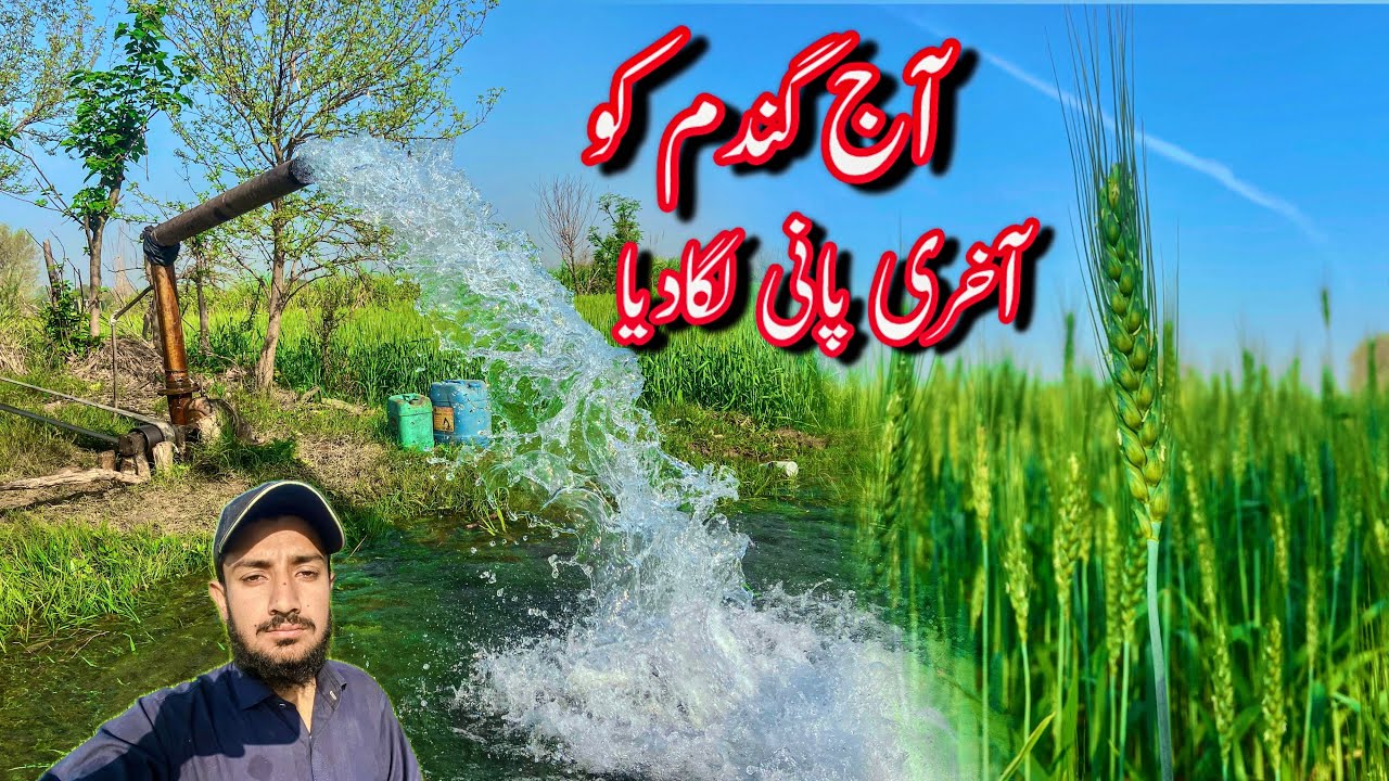 آج گندم کو آخری پانی لگادیا 